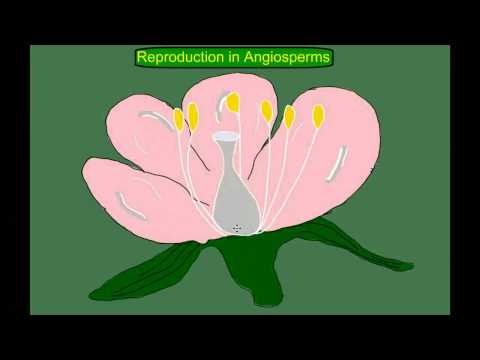 Angiosperm (flowering plant) Life Cycle