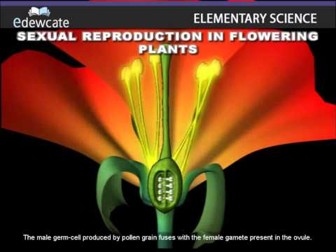 Sexual Reproduction In Flowering Plants | Fertilization