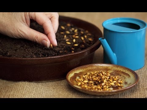 How to Plant Flower Seeds