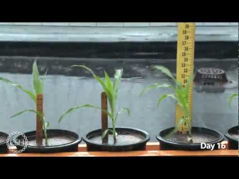 Time-lapse Video of Growing Maize Plants