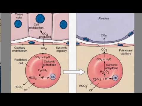 Carbon Dioxide Transport