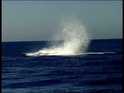 Spermwhale in the Alboran Sea