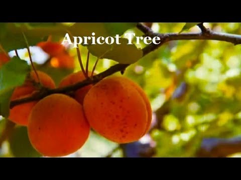 Plant an Apricot Tree Fruit Tree