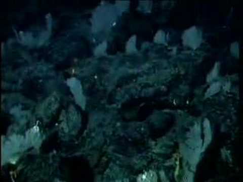 Gulf of Alaska 2002: Exploring Alaska's Seamounts Highlights