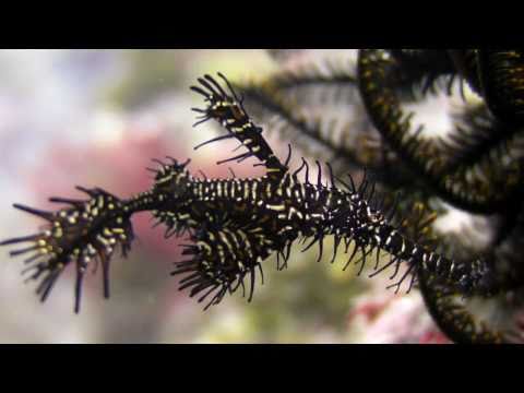 Best of Halmahera & Raja Ampat - Muck Diving