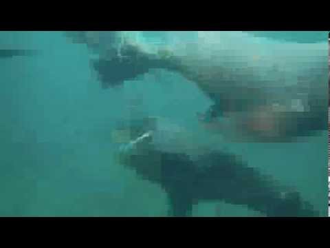 Spirit of Mawson/AAE 2013-2014: Sea lions at Campbell Island shot by Greg de Wet