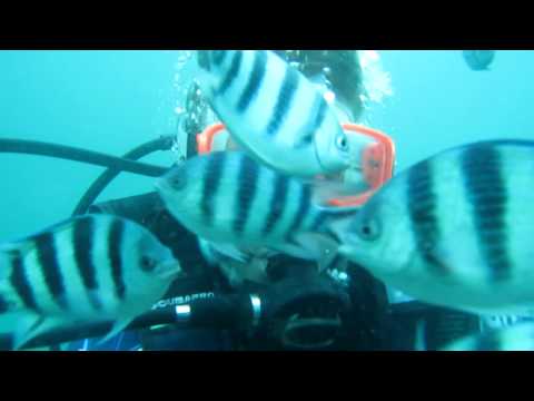 The Shaw's Go Scuba-ing