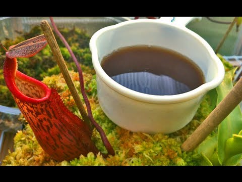 COFFEE FERTILIZER - How to Fertilize Plants with Coffee