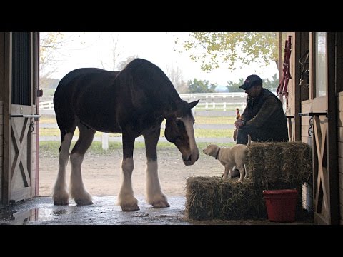 2015 Budweiser Super Bowl Commercial “Lost Dog” | Budweiser #BestBuds