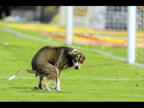 Comedy Football 2014 ● Fails By TVGOLO ||HD||