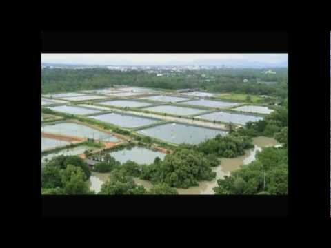 Thailand shrimp industries 001.mp4