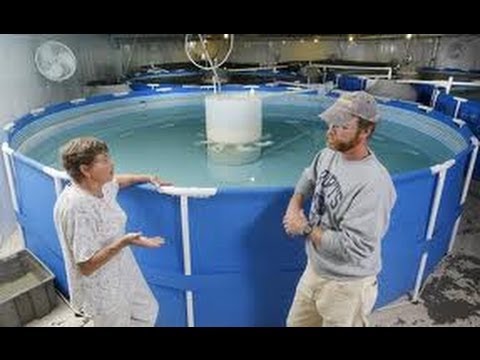 Shrimp Farming (1990s) - Training Video