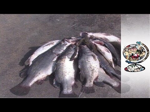 Kenya's Sex-for-Fish Trade