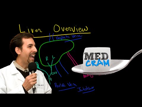 Liver Overview Explained Clearly!