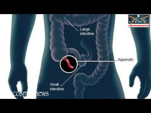 Scientists Finally Discover The Function of the Human Appendix