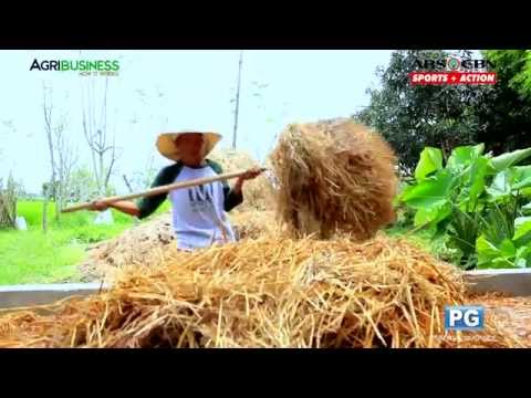 Mushroom production in the Philippines - Agribusiness Season 3 Episode 10 Body 1