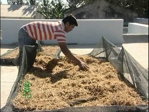 Mushroom Cultivation (English)