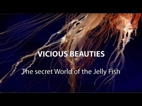 ► Vicious Beauties - The Secret World Of The Jelly Fish ǀFull Documentary, HDǀ