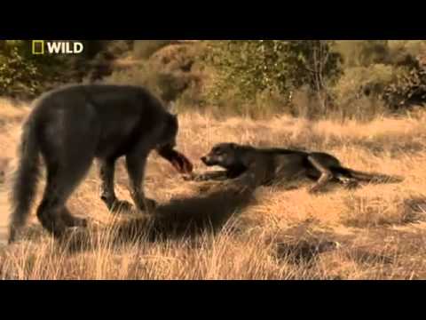 Prehistoric Predators: Episode 1-Dire Wolf.