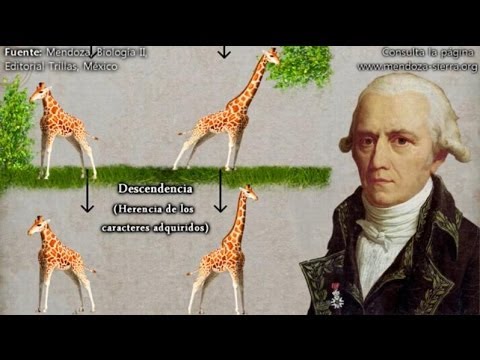 Evolución. Ideas preevolucionistas, de Anaximandro a Lamarck