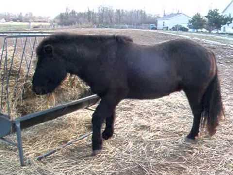 Small livestock options for a small homestead