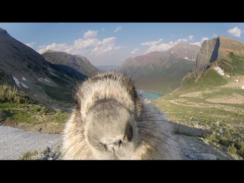 Marmot licks GoPro