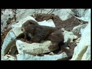 Cute marmots waking up from Hybernation - BBC Animals