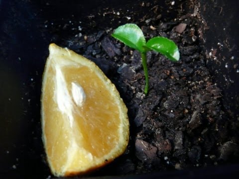 How To Grow Orange Trees From Seed - The EASY Way!!!!