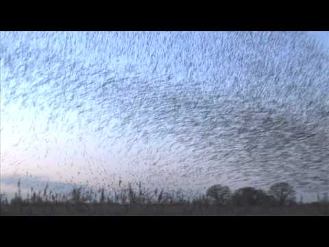 Macrowikinomics Murmuration