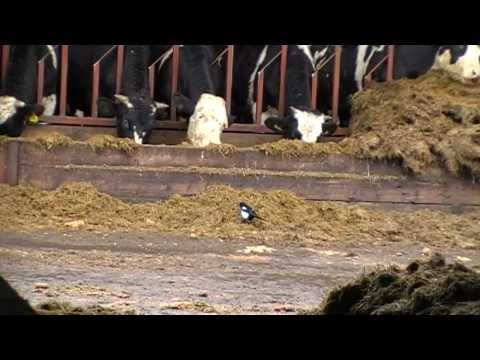 Air Rifle Hunting, Farmyard Vermin Control 6, 2011