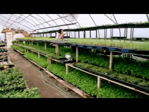 Organic Agriculture in the City of Toronto - Fresh City Farms