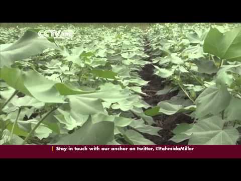 Cotton in Togo