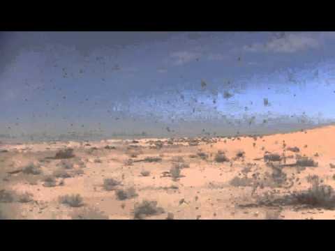 Current situation of desert locust in Mauritania　2013.