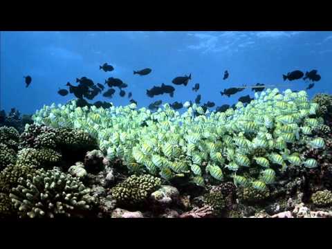 Coral Reef Adventure 1-4 HD 720p