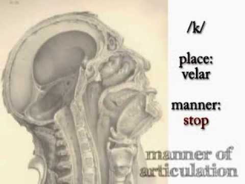 IPA for Language Learning - Consonants (2 of 4)