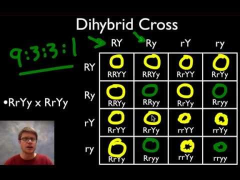 A Beginner's Guide to Punnett Squares