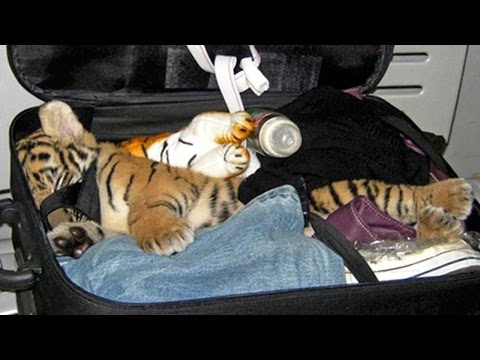 10 Craziest Things Found By Airport Security