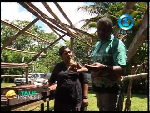 COCOA FARMING  - TAILEVU FIJI