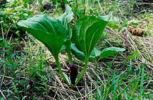 Trillium petiolatum.jpg