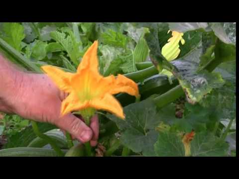 Vegetable Gardening: Growing Zucchini / Courgette: How to Grow