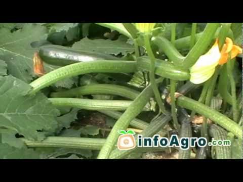 Courgette growing. (Cucúrbita pepo) 1/2