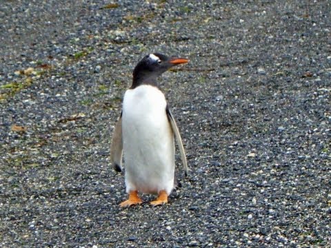 Isla Martillo (Pingüinera), Ushuaia, Beagle Channel, Tierra del Fuego, Argentina, South America