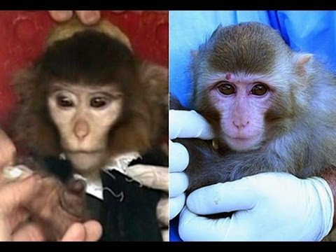 Monkey Business - Was Iran's Space Launch Fake?