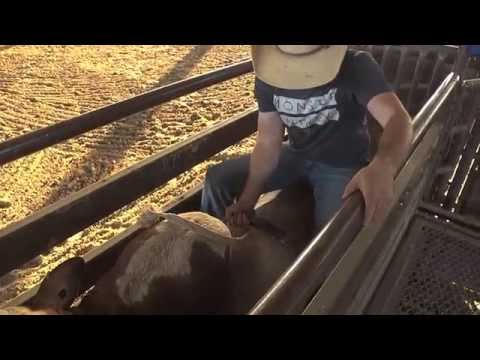 Dirt Shark - Ride the Bulls at PBR Tulsa