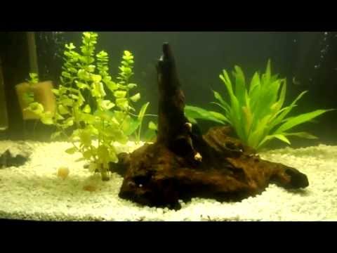 Purigen Review After video - Before and After - Tannin removal from Aquarium