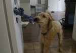 File - A young dog in training, Val, opens the refrigerator door during a training session in Wahiawa, Hawaii.