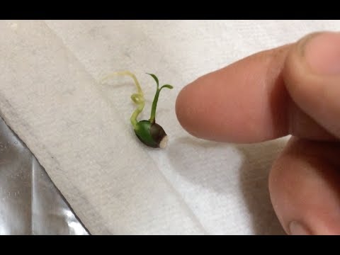 Growing a Kumquat Tree From Seed to Seedling