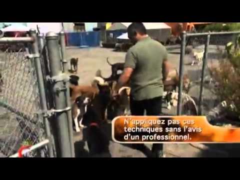 01 Cesar Millan: Bella, Big Boy et Gracie