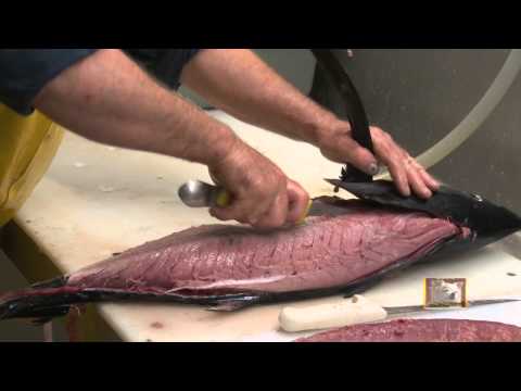 Filleting Albacore With Captain Milt.mp4