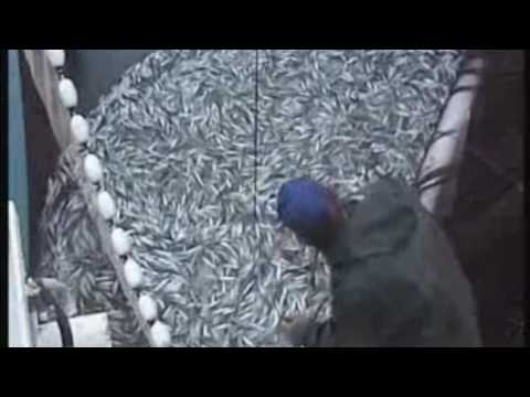 Fishing Vessel Purse Seiner Ship Loading Sardine in Croatia Part 2 (HD)